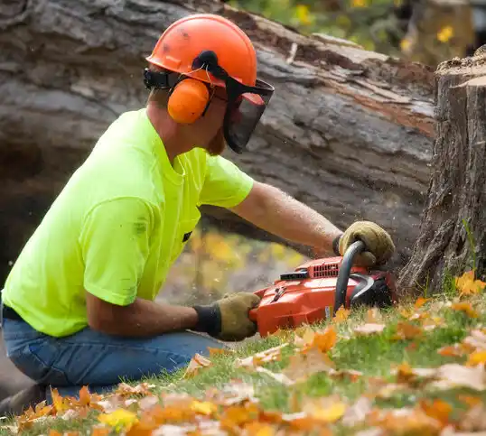 tree services Forestville